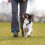The Role of Patience and Consistency in Dog Training