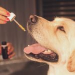 How to Introduce CBD Oil to Your Dog’s Diet Safely and Effectively