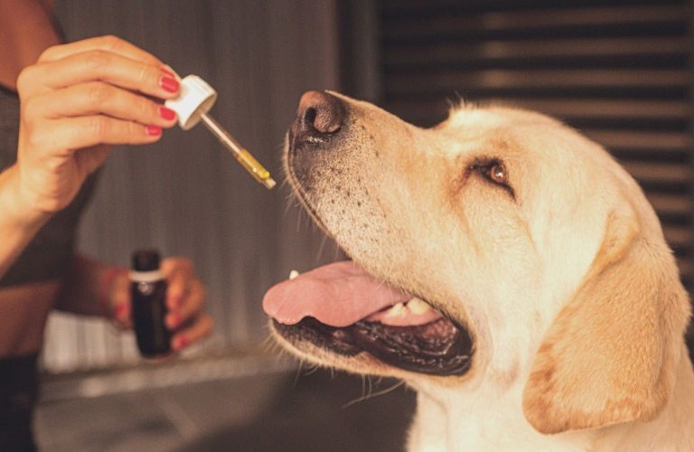 How to Introduce CBD Oil to Your Dog’s Diet Safely and Effectively