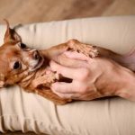 Discover the Benefits of Patting Therapy