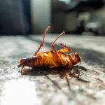 Best Cockroach Pest Control Experts in Sydney