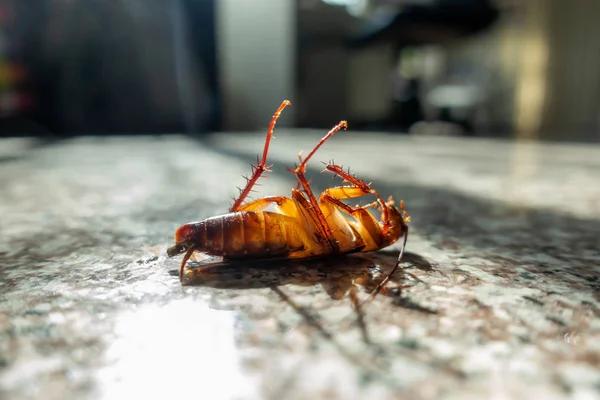 Best Cockroach Pest Control Experts in Sydney