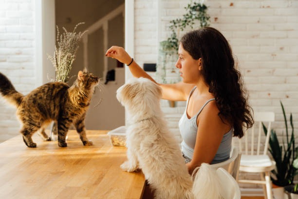 Paws and Claws Gear Revolutionary Supplies That Redefine Pet Parenting
